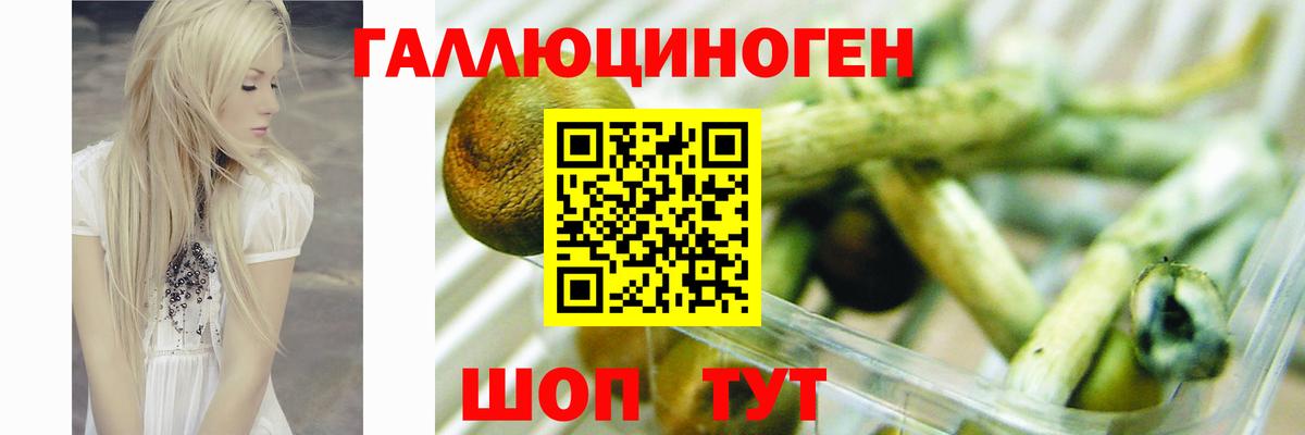 Псилоцибиновые грибы Psilocybine cubensis Сафоново